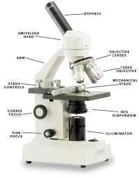 learn how to use a microscope at home science tools