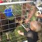 Outlaw Farms Traveling Petting Zoo