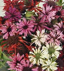 Thought bee balm can handle partial shade, it will thrive best if it receives at least six hours of full sun daily. The Bee Balm Mixture John Scheepers Kitchen Garden Seeds
