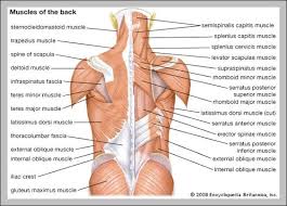Start studying 08 back muscles label. Muscle Parts Diagram Human Anatomy