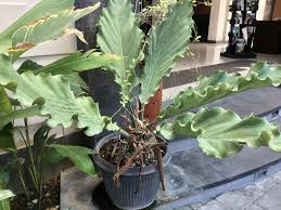 Gelombang Cinta Di 2020 Gelombang