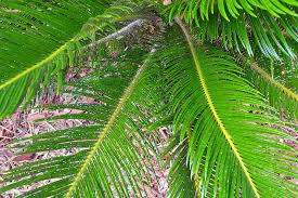Cut off all yellow and brown fronds right against the trunk of the sago. How To Deal With Common Sago Palm Pests Diseases Gardener S Path