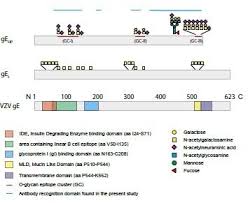 Ijms Free Full Text Recombinant Glycoprotein E Of