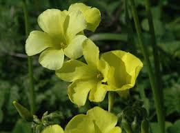 Image result for Oxalis pes-caprae