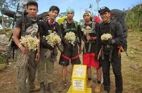 Edelweis rangkaian harga rp85 000 bunga edelweis tanaman budidaya. Edelweis Sebagai Bunga Abadi Bibitbunga Com