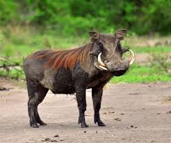 This Warthog Is Over Populated They Live In The Hot And Forestry Climates Of The Savannah Animals Such As Lion African Animals Animals Wild Animals Beautiful