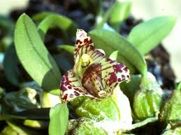 Image result for Bulbophyllum elliotii
