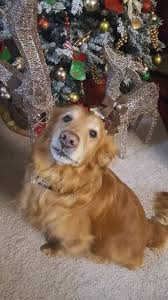 In dogs, bone cancer also can occur as a primary or metastatic disease, but in contrast to humans, the most common form of bone cancer seen in dogs in the u.s. Eddie The Goldie Moves Again After Bone Cancer Arthritis