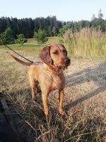 Image result for štýrský brakýř