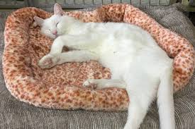 Our staff will alert you about restrictions on food and water intake before the surgery date so you can prepare to have your cat or dog fast before their surgery time. Veterinarian In Solana Beach Ca 92075 Academy Animal Hospital