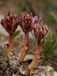 Image result for Orobanche