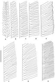 Image result for Blechnum ivohibense