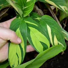 Image result for Maranta arundinacea