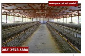 Maybe you would like to learn more about one of these? Bibit Puyuh Betina Malang