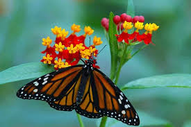 Discover the best types of flowers for bees, with examples of the best bee plants throughout the year. 13 Best Flowers For Attracting Pollinators To The Garden Gardener S Path