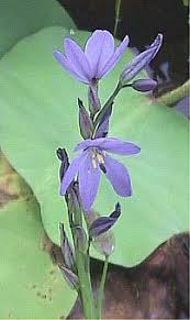 Image result for Monochoria