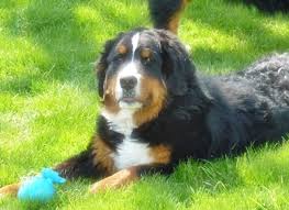 This is meeko, my bernese mountain dog. Heart Of Michigan Bernese Mountain Dog Rescue We Find Forever Homes For Berners In Need