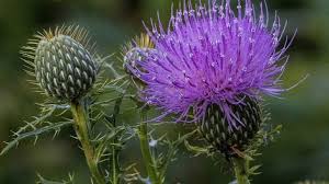 Hem direngen hem �ifal�: Deve dikeni | A��k Radyo 95.0