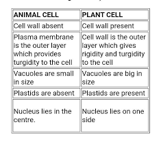 The shape of the plant cell is comparatively larger than the animal cell photosynthesis occurs in plant cells in the chloroplast. Differences Plant Cell Animal Cell Edurev Class 9 Question