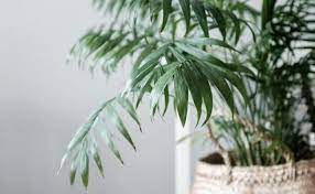 Maybe you would like to learn more about one of these? Why Does My Parlor Palm Have Brown Tips Smart Garden Guide