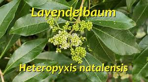 Image result for Heteropyxis natalensis
