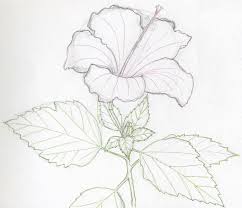 I decided to give some realistic drawings a try! How To Draw Realistic Flowers For Android Apk Download