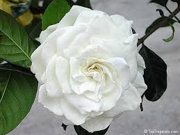 Check spelling or type a new query. Gardenia Augusta Gardenia Jasminoides Bush Gardenia Cape Jasmine Bunga Cina Bush Gardenia Toptropicals Com