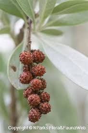 Image result for Conocarpus erectus