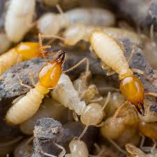 Termite problems shouldn't be handled using diy solutions, as they often prove to be ineffective and. Termite Treatment And Control Pa Nj Green Pest Solutions
