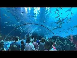 Atlanta Underwater Tunnel Georgia Aquarium Youtube In 2020 Georgia Aquarium Vacation Trips Public Aquarium