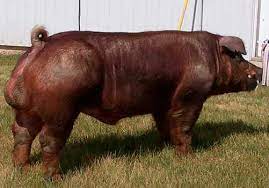 Dyurok Duroc Pigs Duroc Jersey Pigs Pig Breeds Pig Farming Cattle Farming