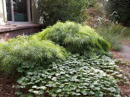 Maybe you would like to learn more about one of these? Acacia Cognata Cousin Itt Mini Cog Little River Wattle Plants Garden Plants Design Landscape Border Ideas