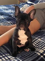 The french bulldog is a majestic breed of domestic dog. Grace Of Paris French Bulldogs Facebook