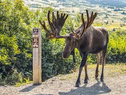 Moose | Habitat, Size, Weight, Diet, Antlers, & Facts | Britannica