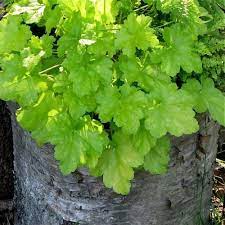 Check spelling or type a new query. 9 Great Foliage Plants For Container Gardens