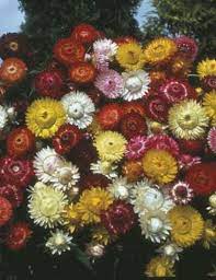 We have a lot made up that hasn't made. Strawflower Tall Mixed Strawflower Seeds Flower Seeds