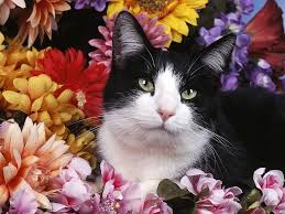 Maybe you would like to learn more about one of these? Hd Wallpaper White And Black Fur Cat Cats Flowers Domestic Cat Pets Nature Wallpaper Flare