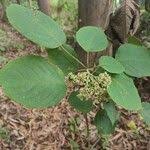 Image result for Clerodendrum johnstonii