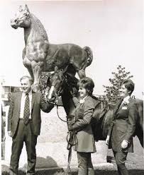 A horse I always liked, Orcland Bold Fox bred by Orcland Farms and brought  to California by Robert Morgan of Triton Farms. Foaled 01/30/1963. 1966  National Champion. 101 registered Morgan foals: 21