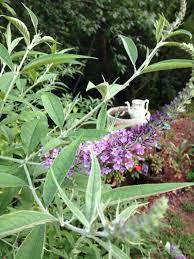 Pin On Mygardenanswers