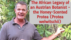Image result for Protea welwitschii × angolensis