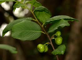 Image result for Turraea floribunda