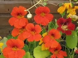 Sow organic and heirloom seeds in spring and summer if you get frost. Edible Plants Nasturtium Youtube