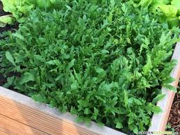 Rucola Oder Rauke Anbau Pflege Und Ernte Garten Pflanzen