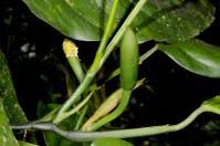 Image result for Culcasia falcifolia