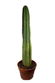 San pedro sula, city, northwestern honduras. San Pedro Cactus In Soil Avalon Magic Plants