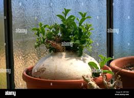 Image result for Raphionacme procumbens