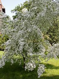 Image result for Amelanchier ovalis