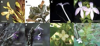 Image result for Megalochlamys revoluta