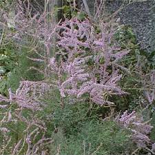Image result for tamarix ramosissima pink cascade